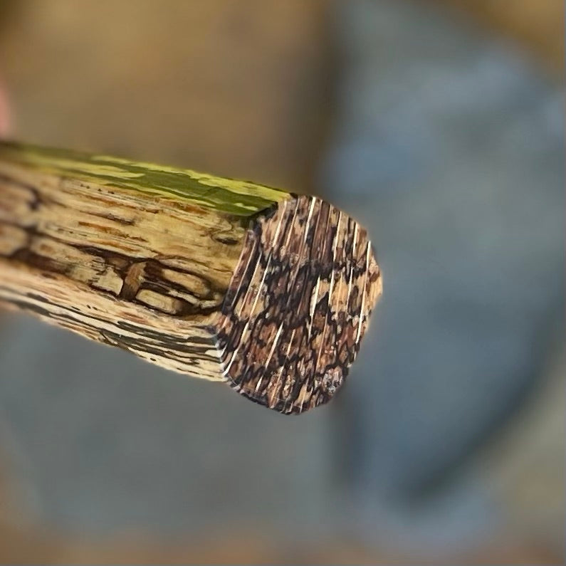 Forged Gyuto in Procut w/ Wa Spalted Pecan