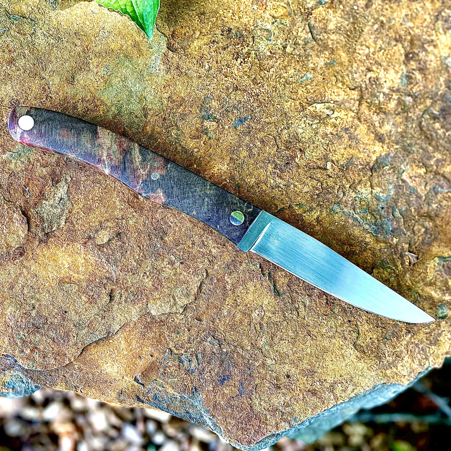 Paring Knife in 52100 w/ Box Elder Handle