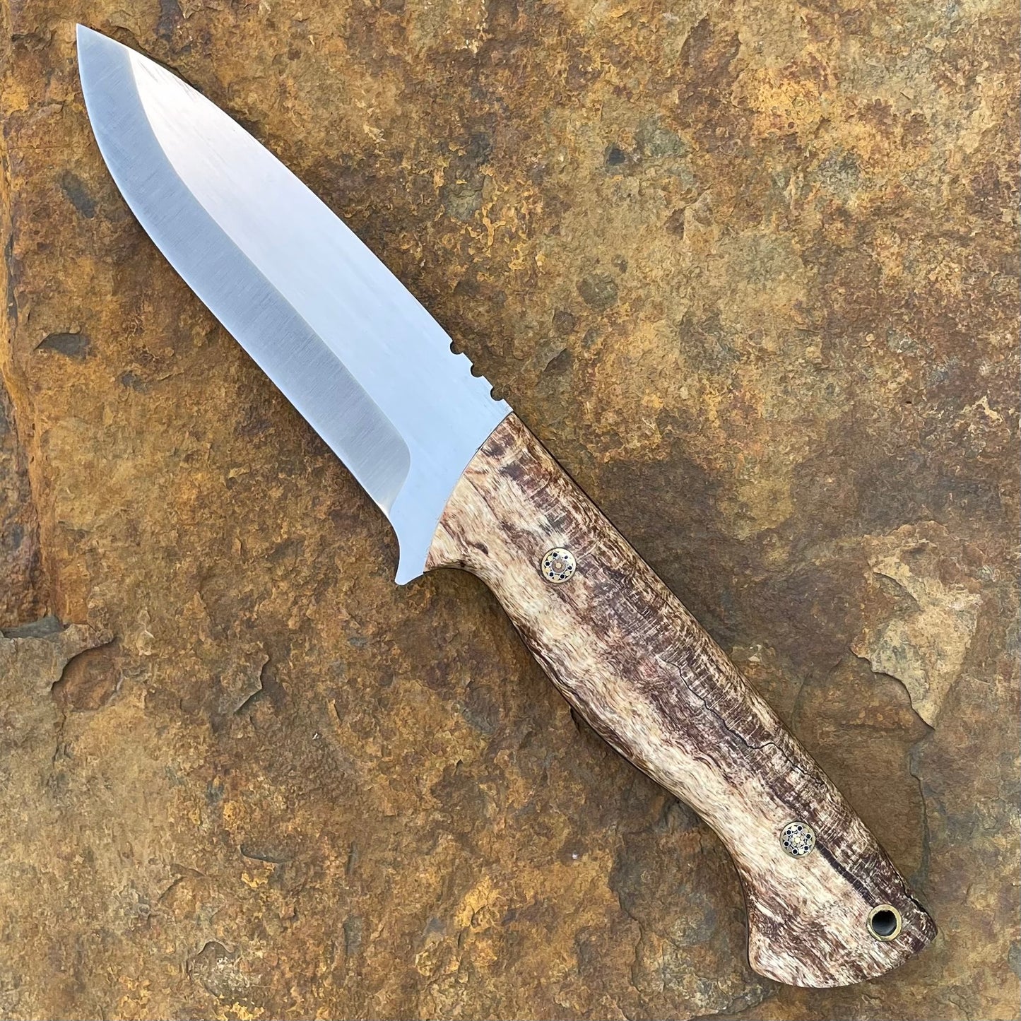 Kestral in Nitro-V w/ Spalted Curly Mango